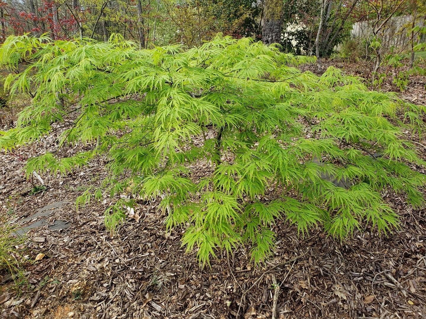 FOR PICKUP ONLY | Acer palmatum 'Viridis' Japanese Maple | DOES NOT SHIP - Image 20