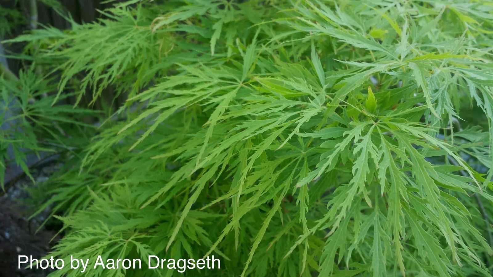 FOR PICKUP ONLY | Acer palmatum 'Viridis' Japanese Maple | DOES NOT SHIP - Image 21