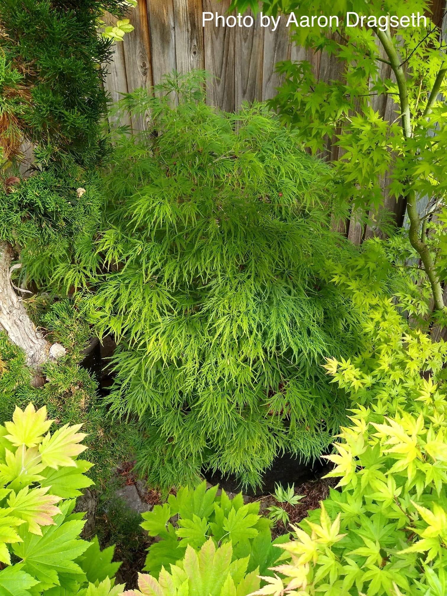 FOR PICKUP ONLY | Acer palmatum 'Viridis' Japanese Maple | DOES NOT SHIP - Image 22