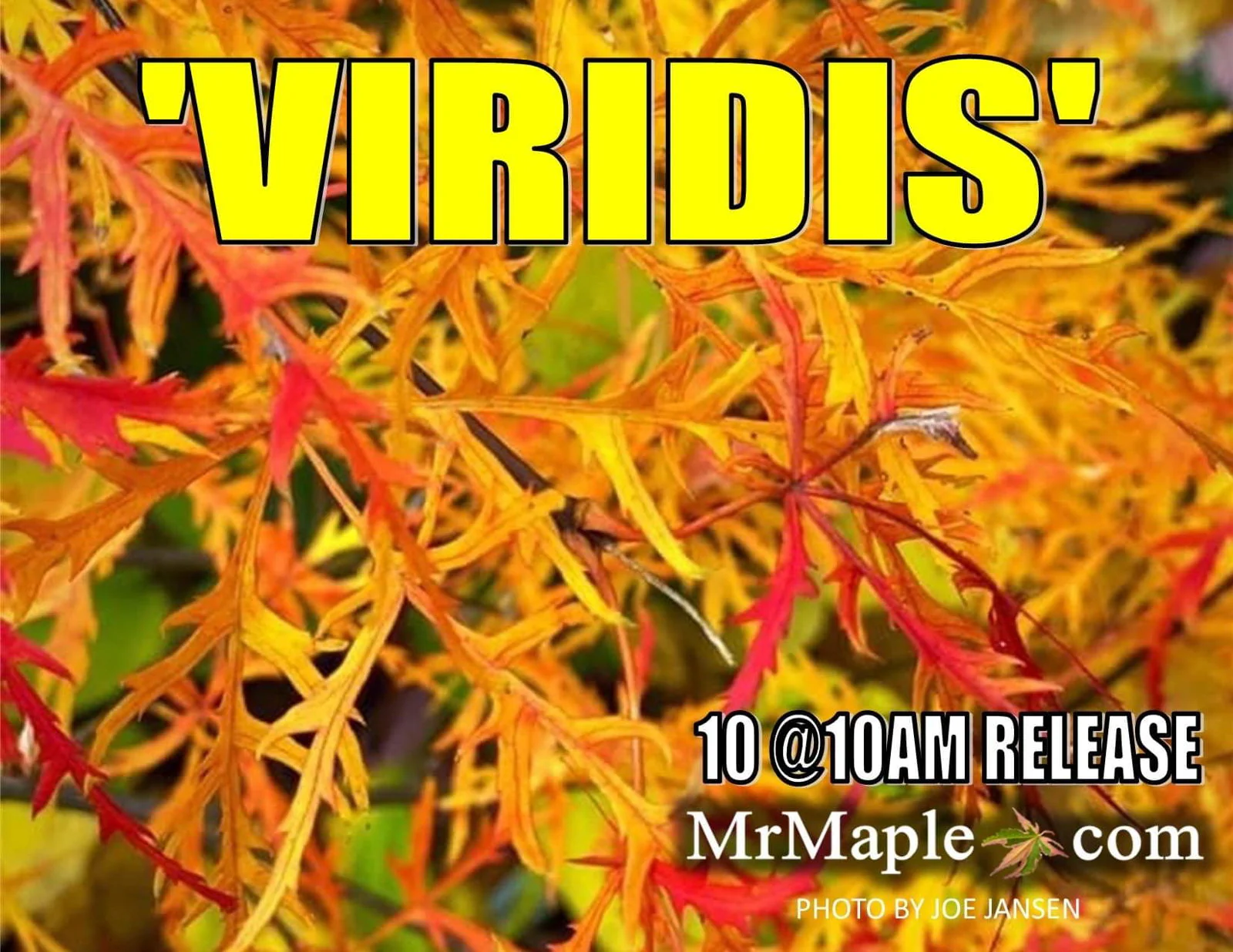 FOR PICKUP ONLY | Acer palmatum 'Viridis' Japanese Maple | DOES NOT SHIP - Image 23