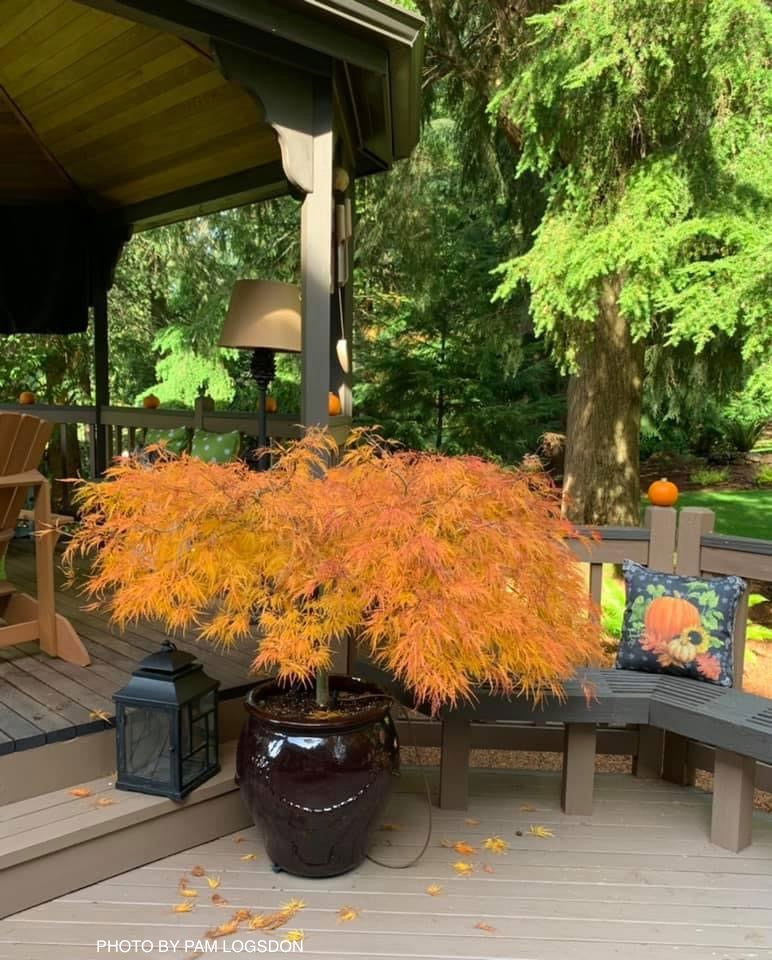 FOR PICKUP ONLY | Acer palmatum 'Viridis' Japanese Maple | DOES NOT SHIP - Image 24