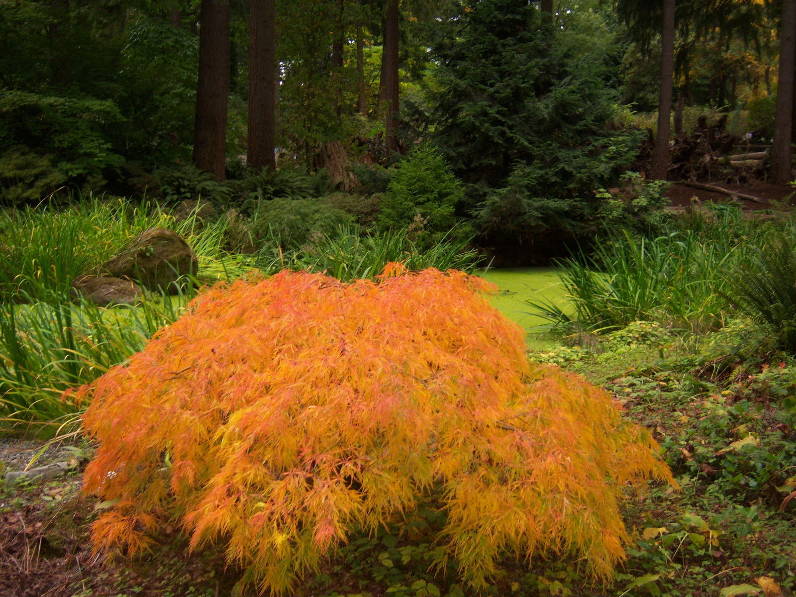 FOR PICKUP ONLY | Acer palmatum 'Viridis' Japanese Maple | DOES NOT SHIP - Image 25