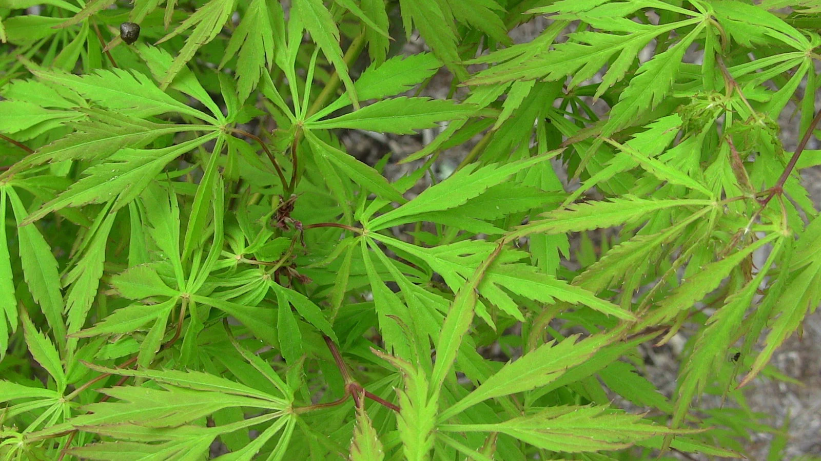 FOR PICKUP ONLY | Acer palmatum 'Viridis' Japanese Maple | DOES NOT SHIP - Image 26