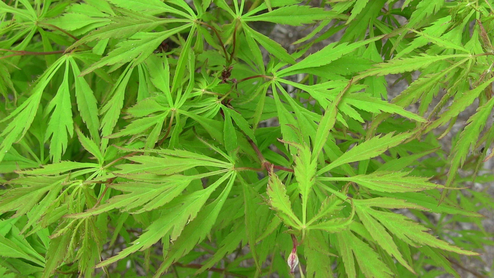 FOR PICKUP ONLY | Acer palmatum 'Viridis' Japanese Maple | DOES NOT SHIP - Image 27