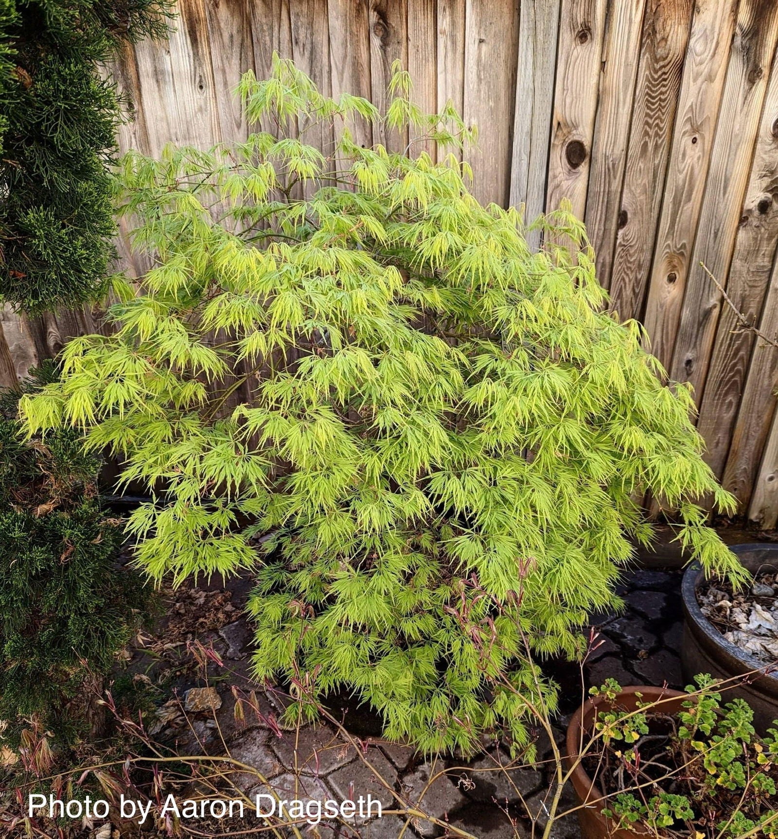 FOR PICKUP ONLY | Acer palmatum 'Viridis' Japanese Maple | DOES NOT SHIP - Image 28