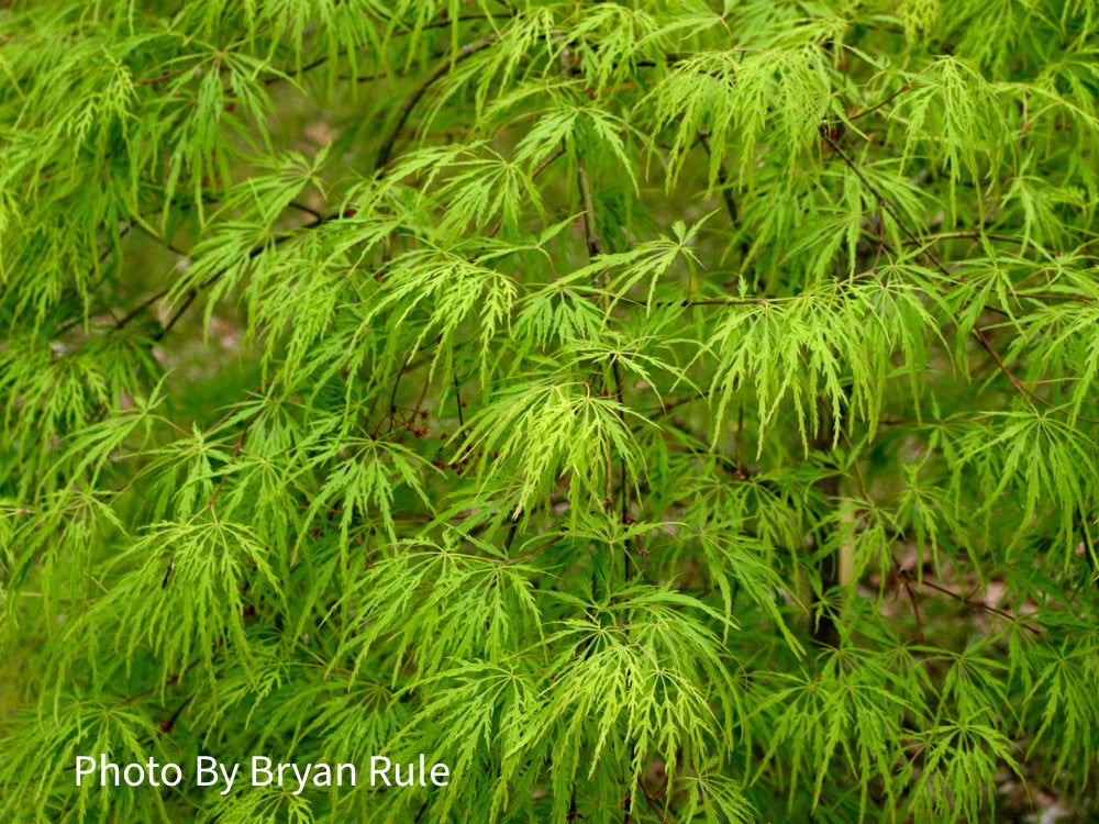 FOR PICKUP ONLY | Acer palmatum 'Viridis' Japanese Maple | DOES NOT SHIP - Image 29