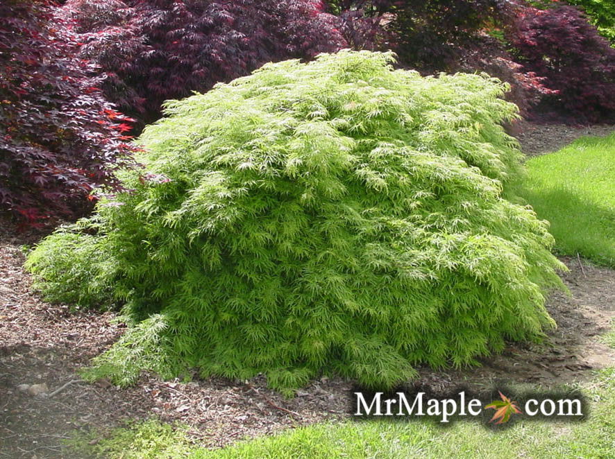 FOR PICKUP ONLY | Acer palmatum 'Viridis' Japanese Maple | DOES NOT SHIP - Image 3