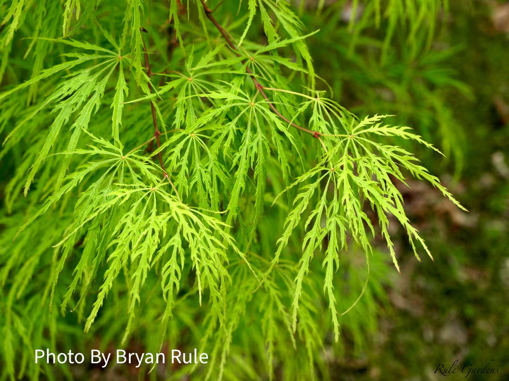 FOR PICKUP ONLY | Acer palmatum 'Viridis' Japanese Maple | DOES NOT SHIP - Image 30