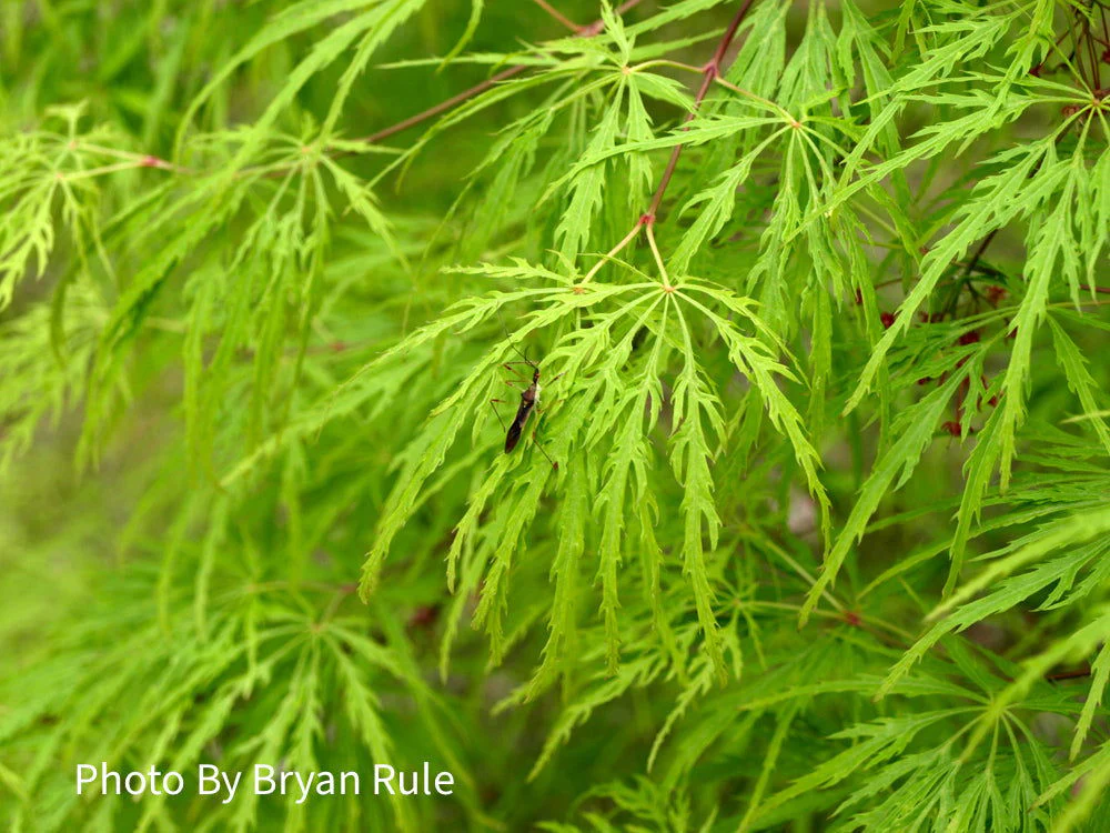 FOR PICKUP ONLY | Acer palmatum 'Viridis' Japanese Maple | DOES NOT SHIP - Image 31