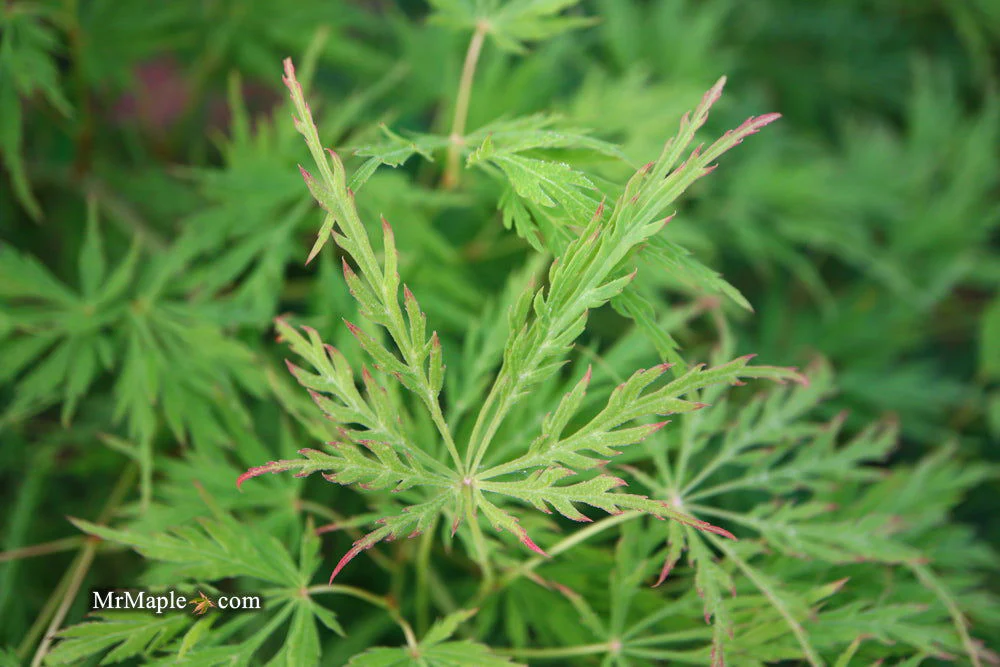 FOR PICKUP ONLY | Acer palmatum 'Viridis' Japanese Maple | DOES NOT SHIP - Image 32