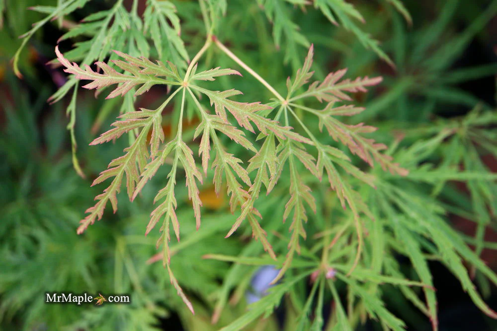 FOR PICKUP ONLY | Acer palmatum 'Viridis' Japanese Maple | DOES NOT SHIP - Image 33