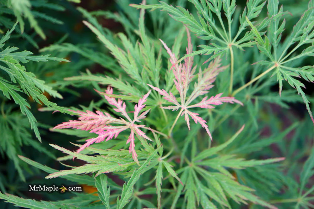 FOR PICKUP ONLY | Acer palmatum 'Viridis' Japanese Maple | DOES NOT SHIP - Image 34