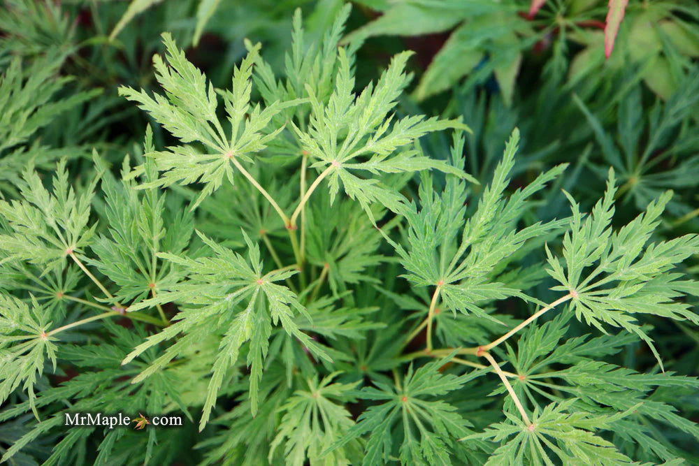 FOR PICKUP ONLY | Acer palmatum 'Viridis' Japanese Maple | DOES NOT SHIP - Image 35