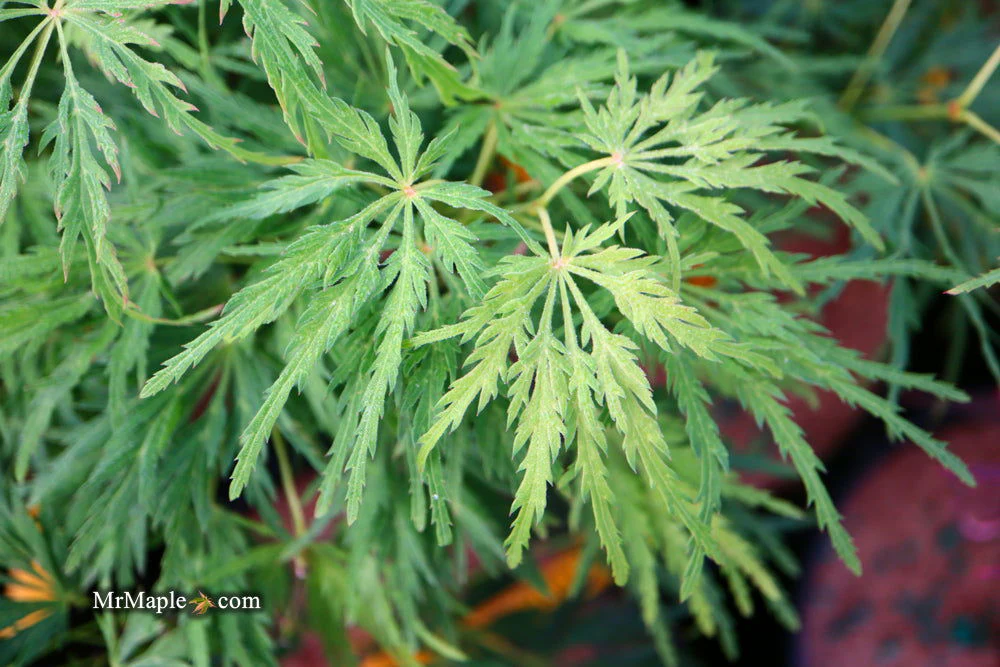 FOR PICKUP ONLY | Acer palmatum 'Viridis' Japanese Maple | DOES NOT SHIP - Image 36