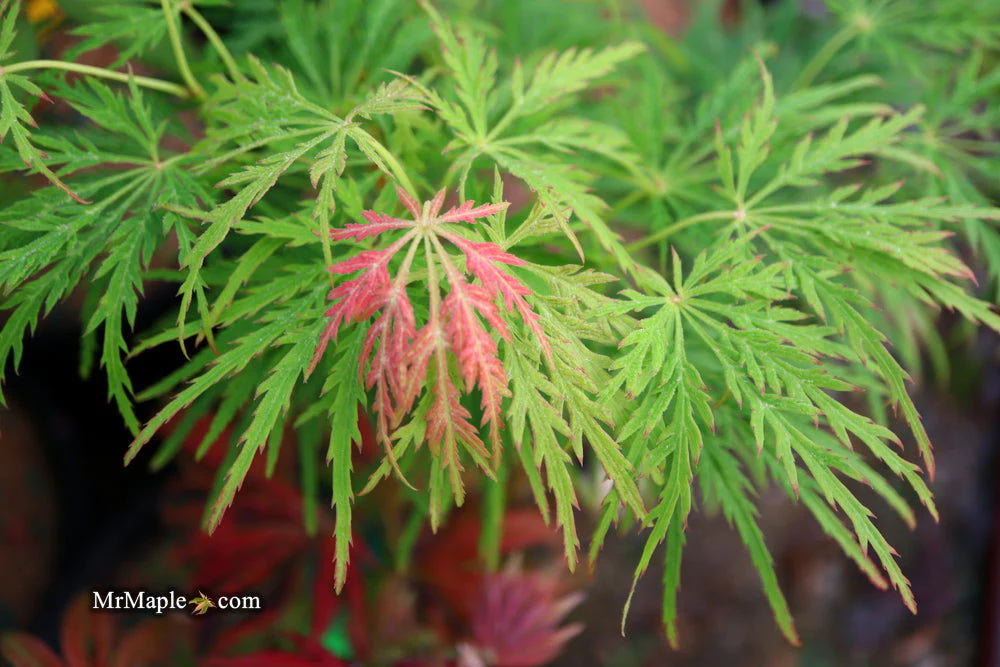 FOR PICKUP ONLY | Acer palmatum 'Viridis' Japanese Maple | DOES NOT SHIP - Image 37