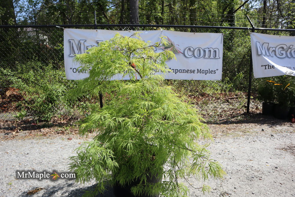 FOR PICKUP ONLY | Acer palmatum 'Viridis' Japanese Maple | DOES NOT SHIP - Image 38