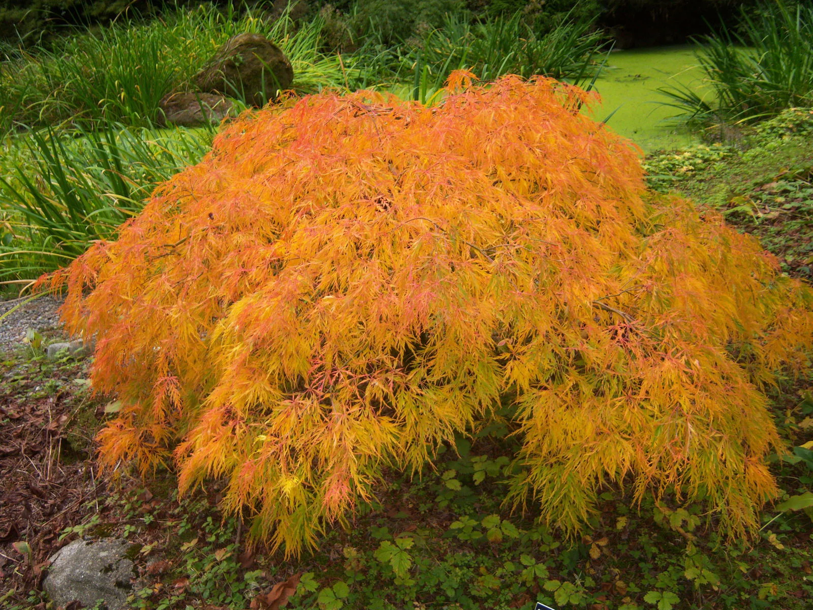 FOR PICKUP ONLY | Acer palmatum 'Viridis' Japanese Maple | DOES NOT SHIP - Image 4
