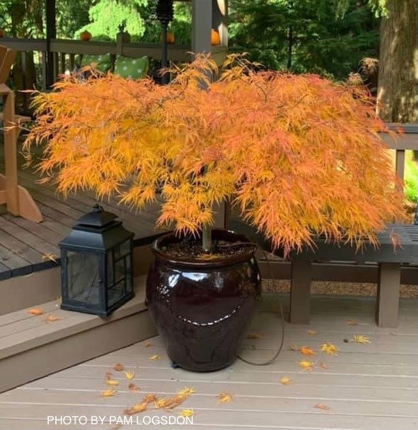 FOR PICKUP ONLY | Acer palmatum 'Viridis' Japanese Maple | DOES NOT SHIP - Image 5