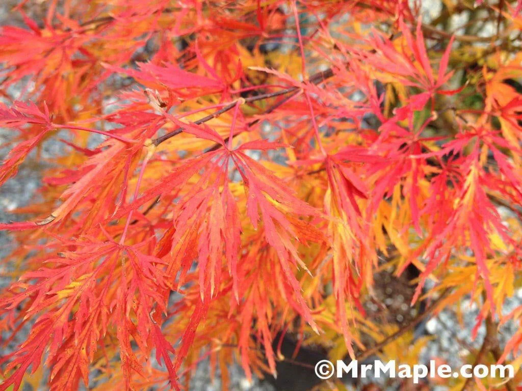 FOR PICKUP ONLY | Acer palmatum 'Viridis' Japanese Maple | DOES NOT SHIP - Image 6