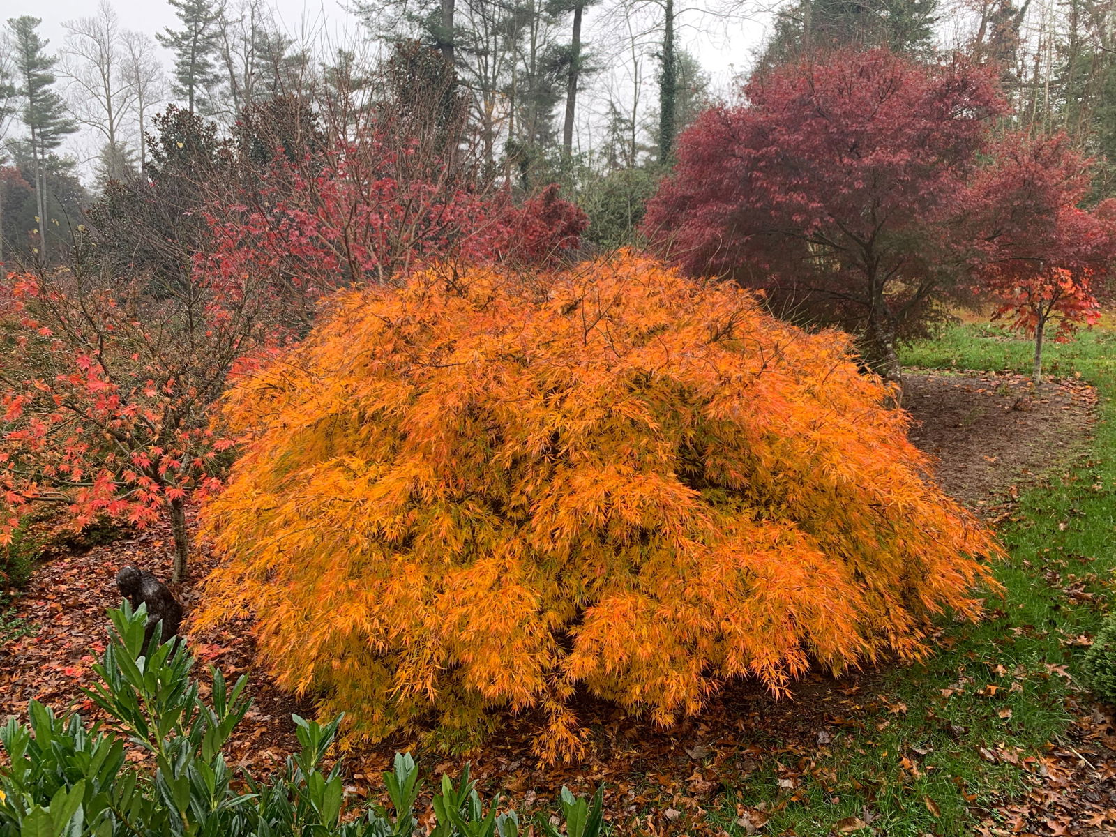 FOR PICKUP ONLY | Acer palmatum 'Viridis' Japanese Maple | DOES NOT SHIP - Image 7