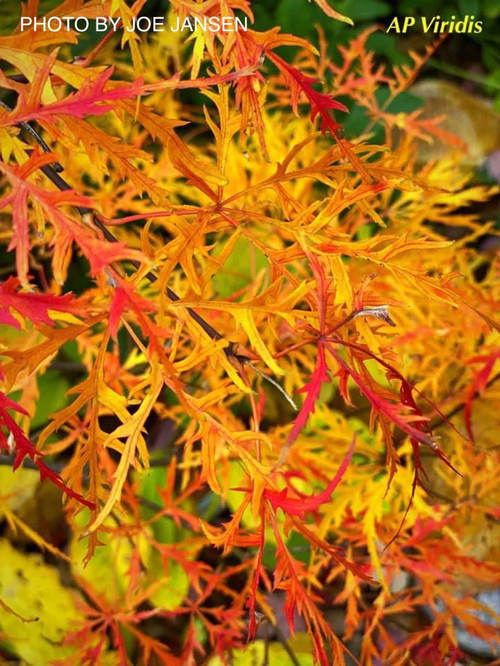 FOR PICKUP ONLY | Acer palmatum 'Viridis' Japanese Maple | DOES NOT SHIP - Image 8