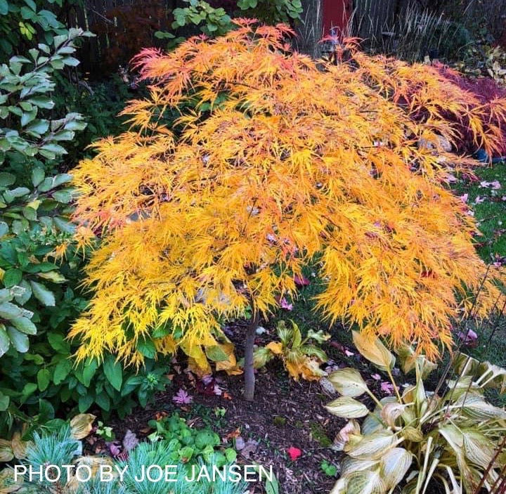 FOR PICKUP ONLY | Acer palmatum 'Viridis' Japanese Maple | DOES NOT SHIP - Image 9