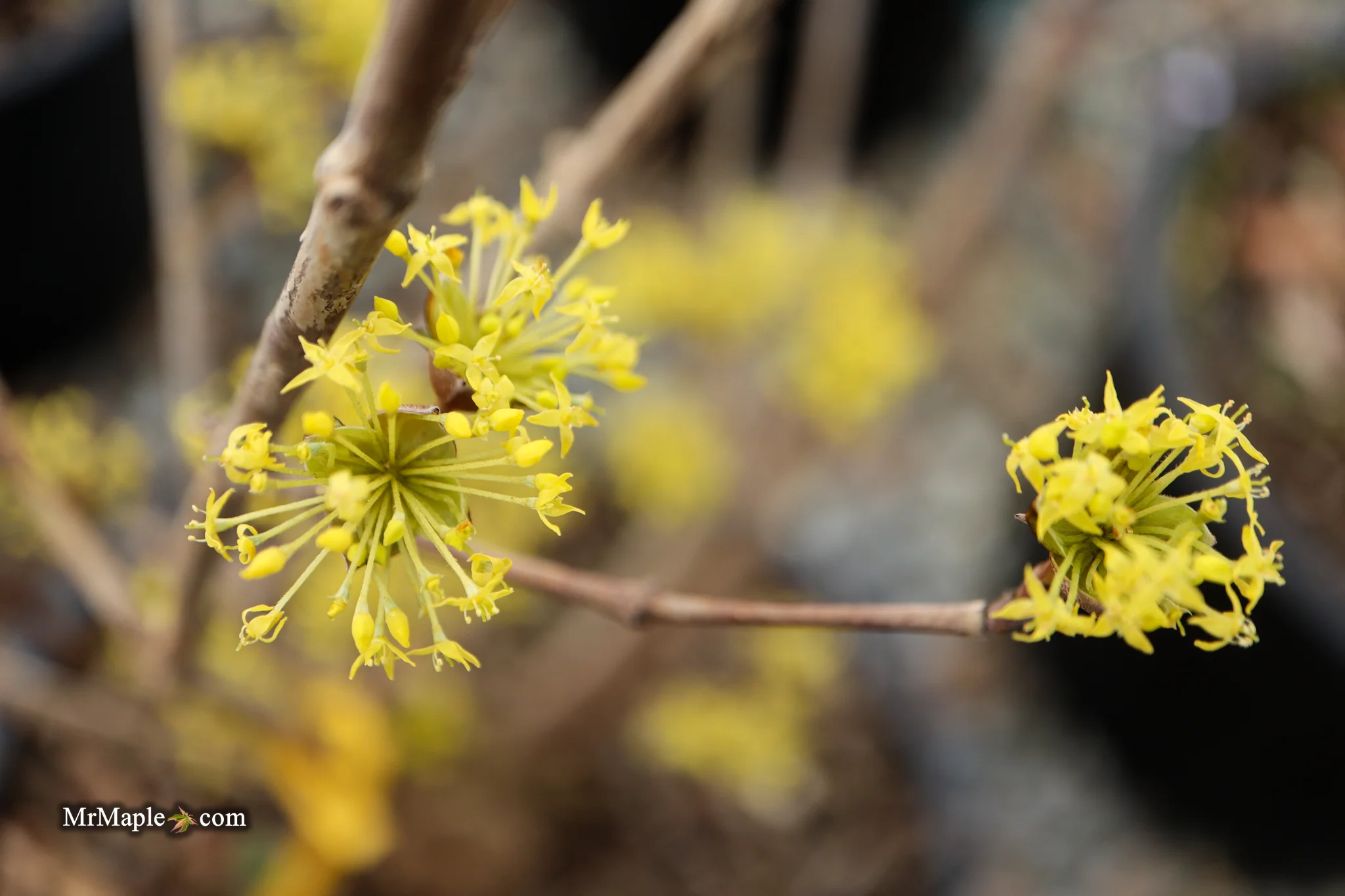 Cornus mas ‘Saffron Sentinel’ Cornelian Cherry Dogwood - Image 10