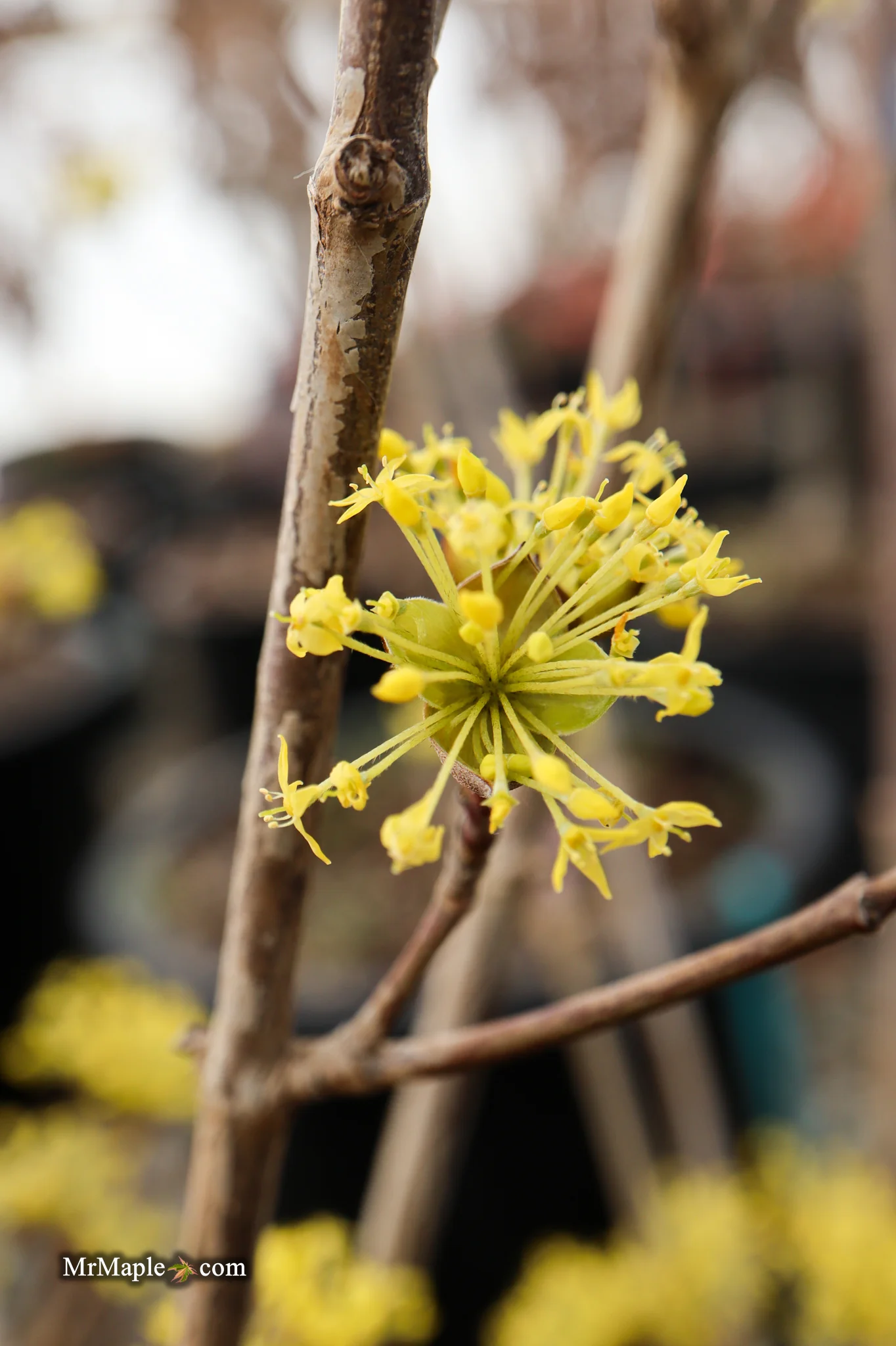 Cornus mas ‘Saffron Sentinel’ Cornelian Cherry Dogwood - Image 11