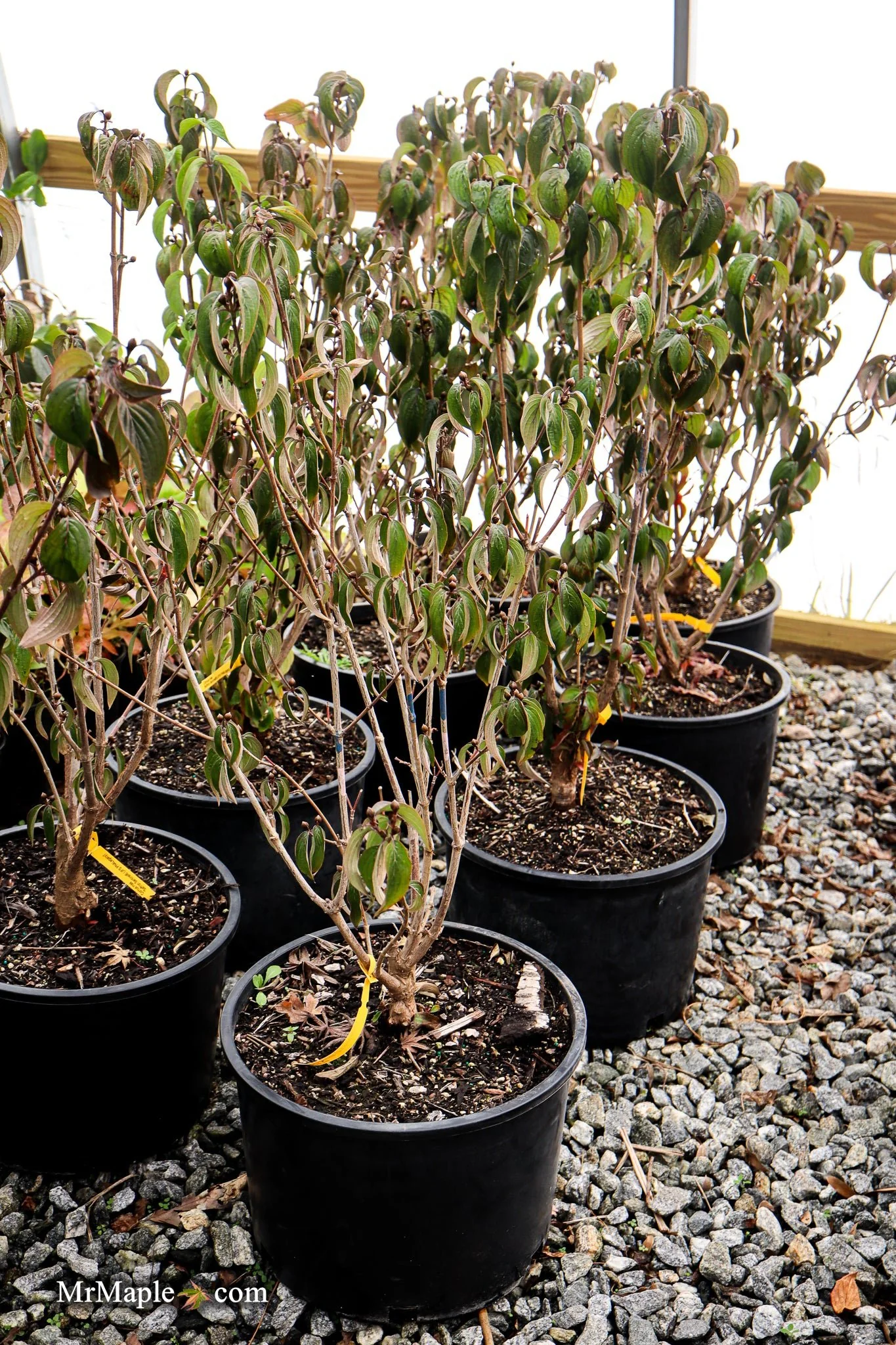 Cornus mas ‘Saffron Sentinel’ Cornelian Cherry Dogwood - Image 12