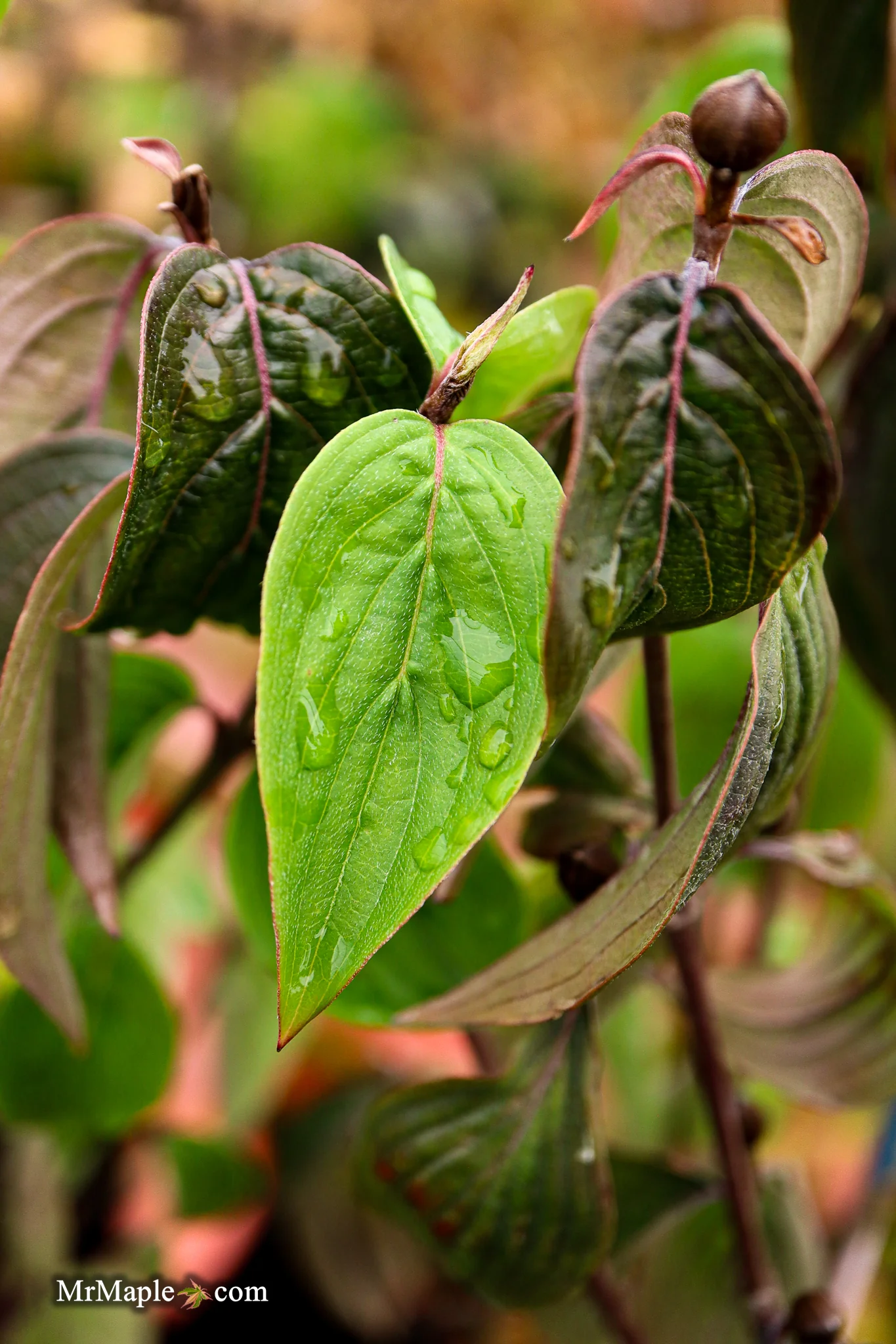 Cornus mas ‘Saffron Sentinel’ Cornelian Cherry Dogwood - Image 13