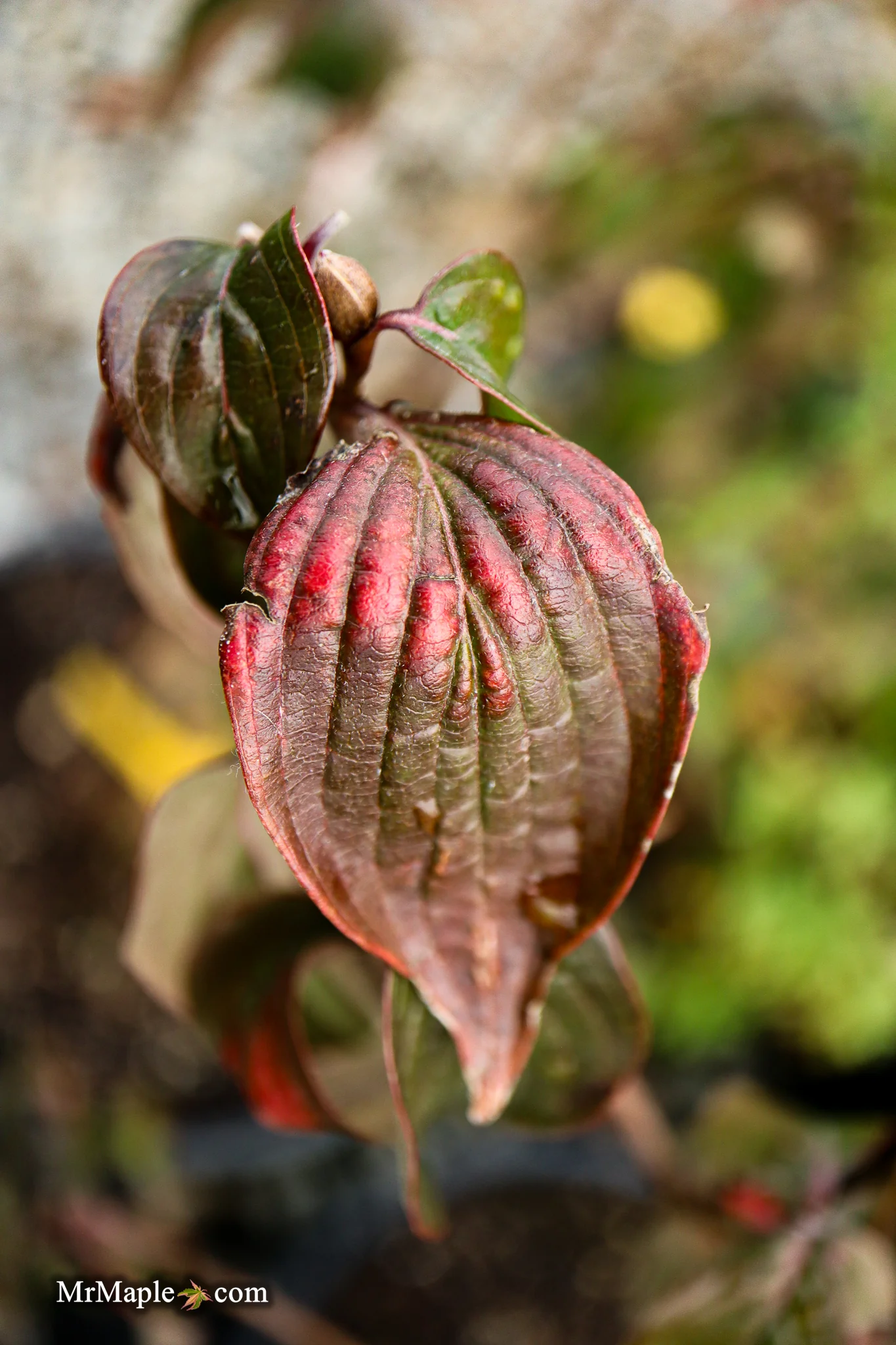 Cornus mas ‘Saffron Sentinel’ Cornelian Cherry Dogwood - Image 14