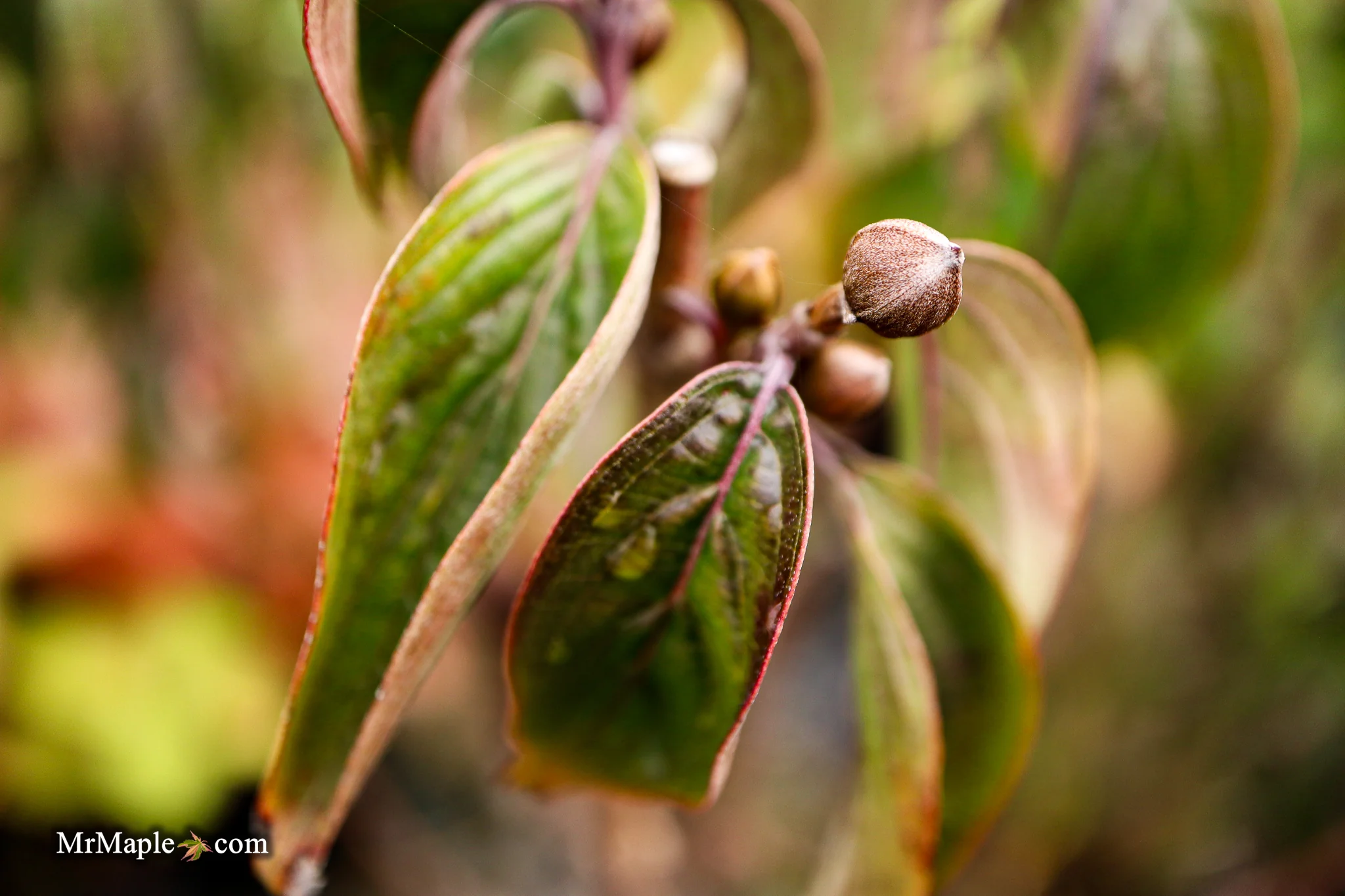 Cornus mas ‘Saffron Sentinel’ Cornelian Cherry Dogwood - Image 15