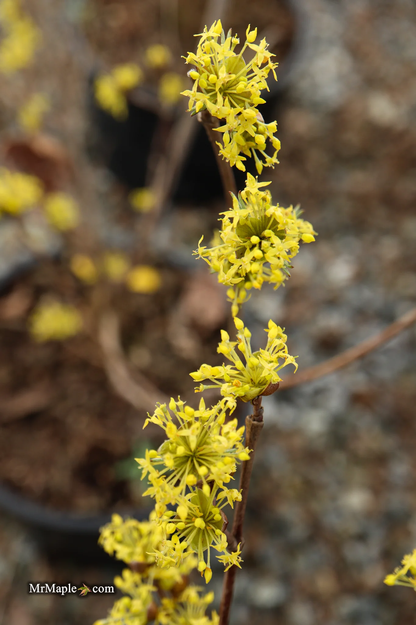 Cornus mas ‘Saffron Sentinel’ Cornelian Cherry Dogwood - Image 16