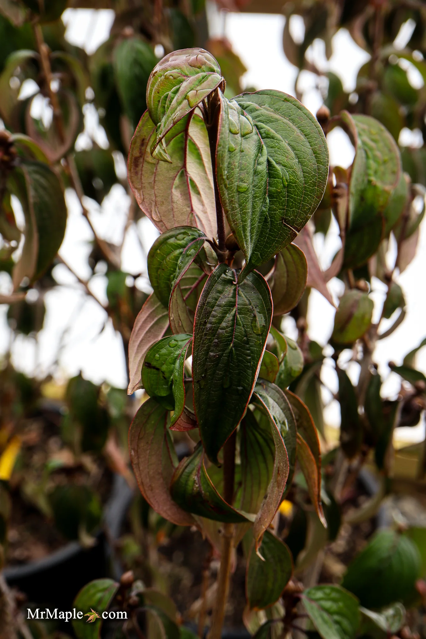 Cornus mas ‘Saffron Sentinel’ Cornelian Cherry Dogwood - Image 17