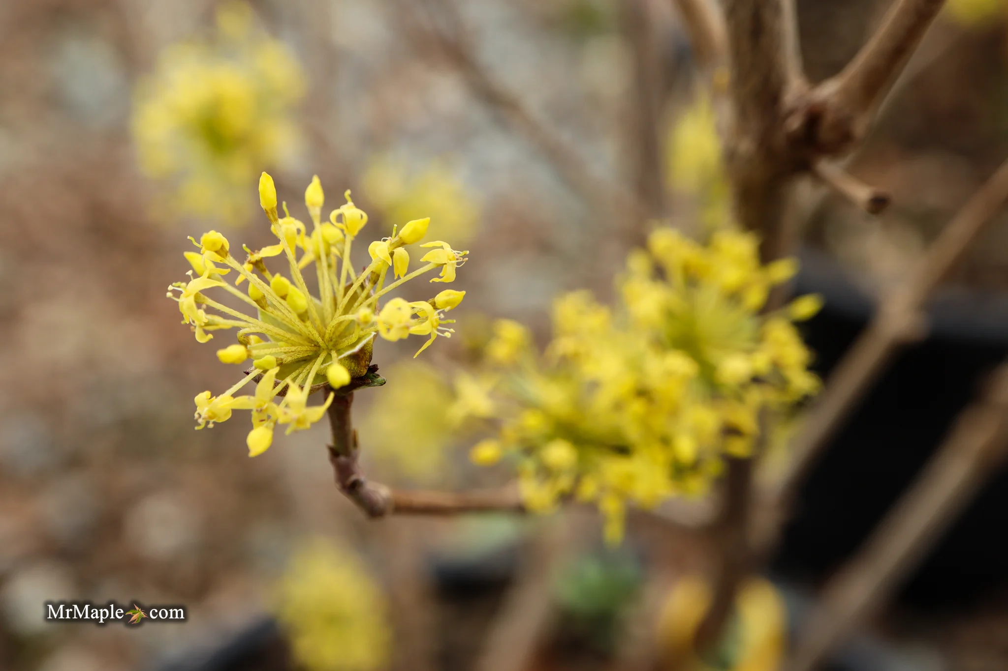 Cornus mas ‘Saffron Sentinel’ Cornelian Cherry Dogwood - Image 18
