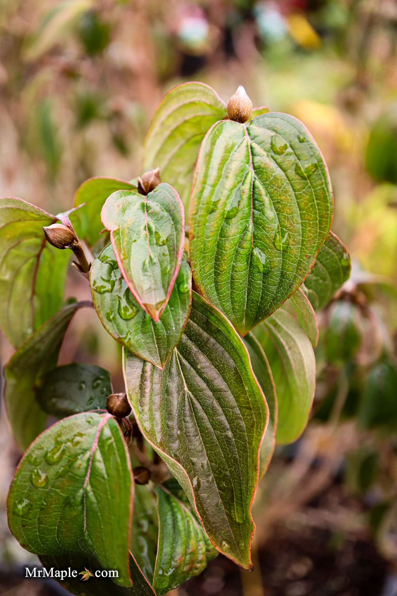 Cornus mas ‘Saffron Sentinel’ Cornelian Cherry Dogwood - Image 3