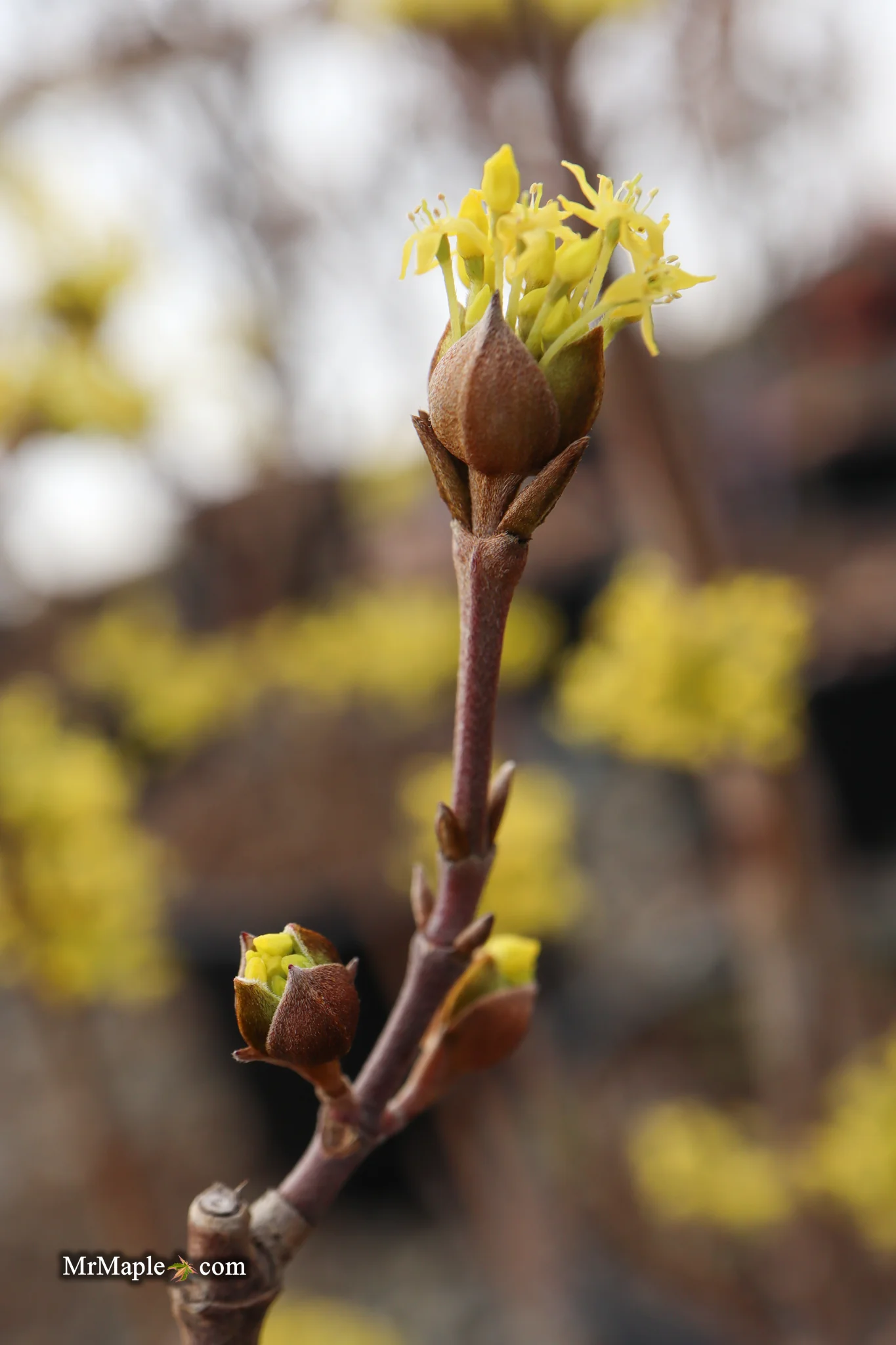 Cornus mas ‘Saffron Sentinel’ Cornelian Cherry Dogwood - Image 4
