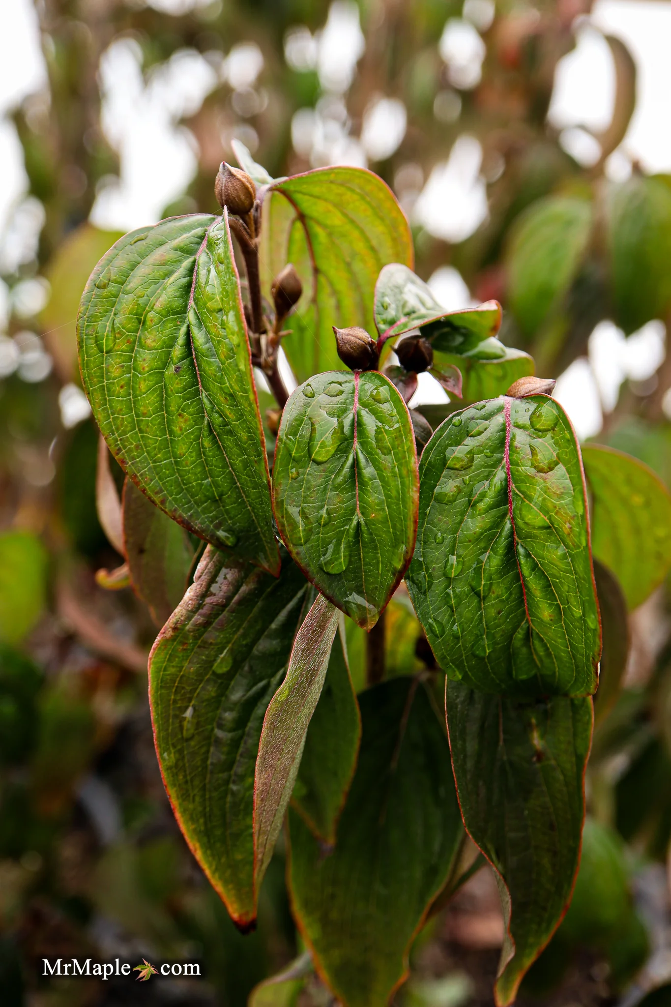 Cornus mas ‘Saffron Sentinel’ Cornelian Cherry Dogwood - Image 5