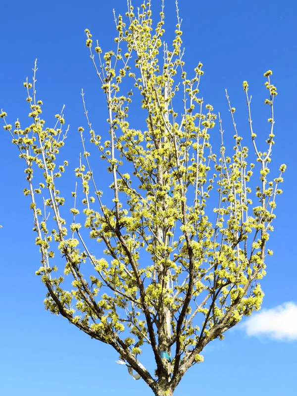 Cornus mas ‘Saffron Sentinel’ Cornelian Cherry Dogwood - Image 6