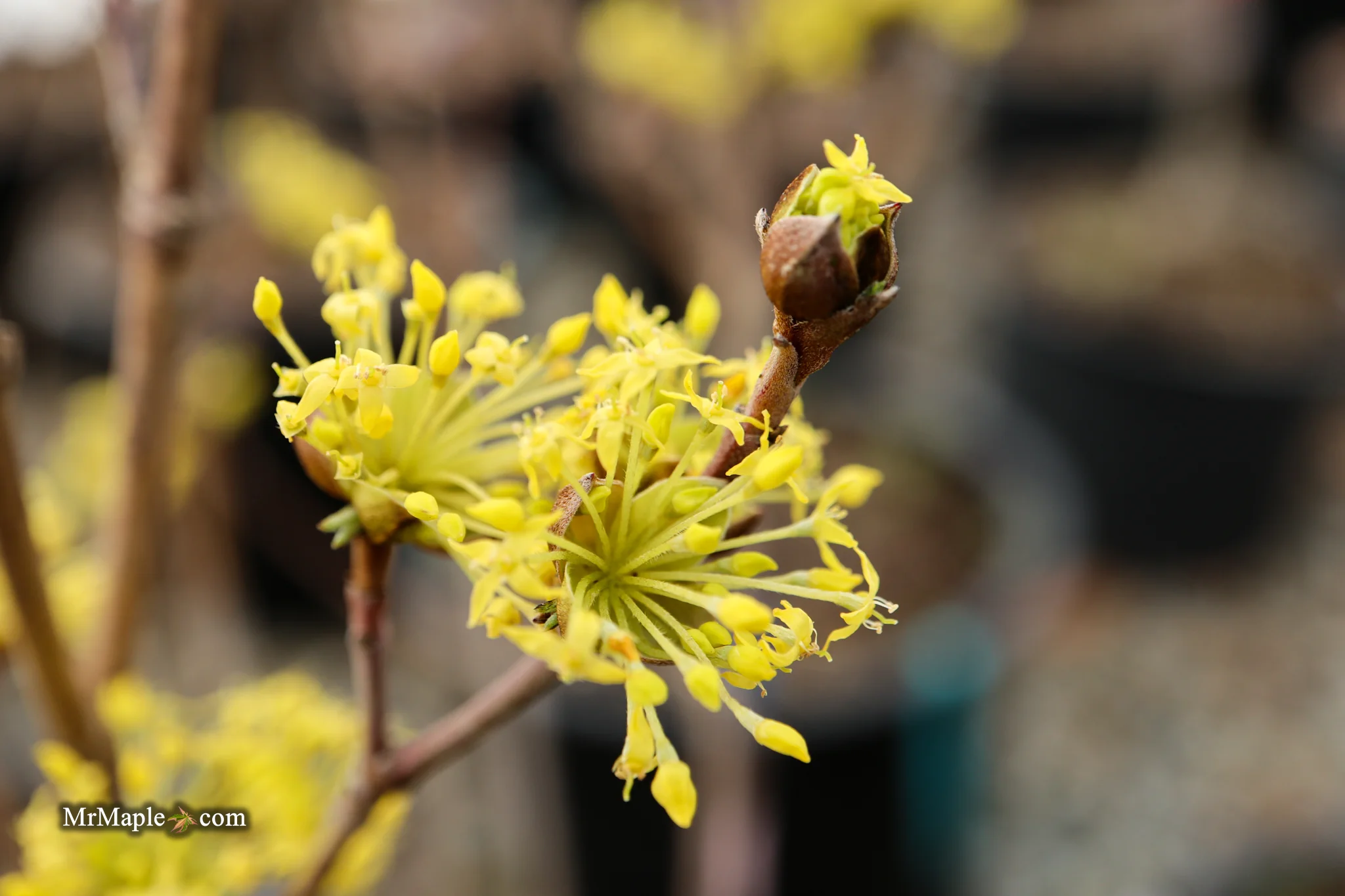 Cornus mas ‘Saffron Sentinel’ Cornelian Cherry Dogwood - Image 7