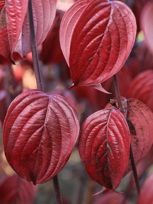 Cornus mas ‘Saffron Sentinel’ Cornelian Cherry Dogwood - Image 8