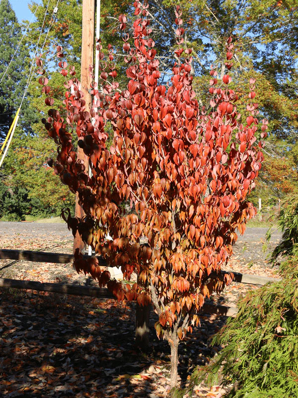 Cornus mas ‘Saffron Sentinel’ Cornelian Cherry Dogwood - Image 9