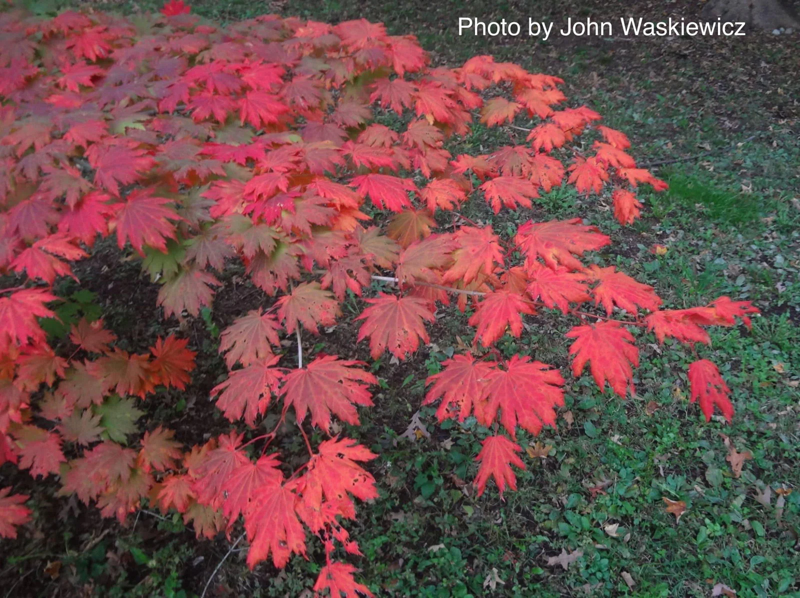 FOR PICK UP ONLY | Acer pseudosieboldianum Japanese Maple | DOES NOT SHIP - Image 4