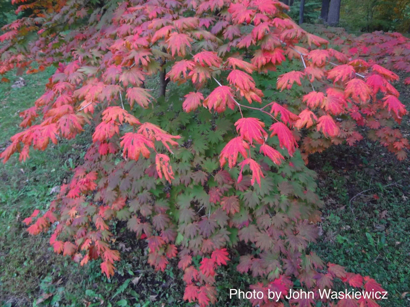 FOR PICK UP ONLY | Acer pseudosieboldianum Japanese Maple | DOES NOT SHIP - Image 5