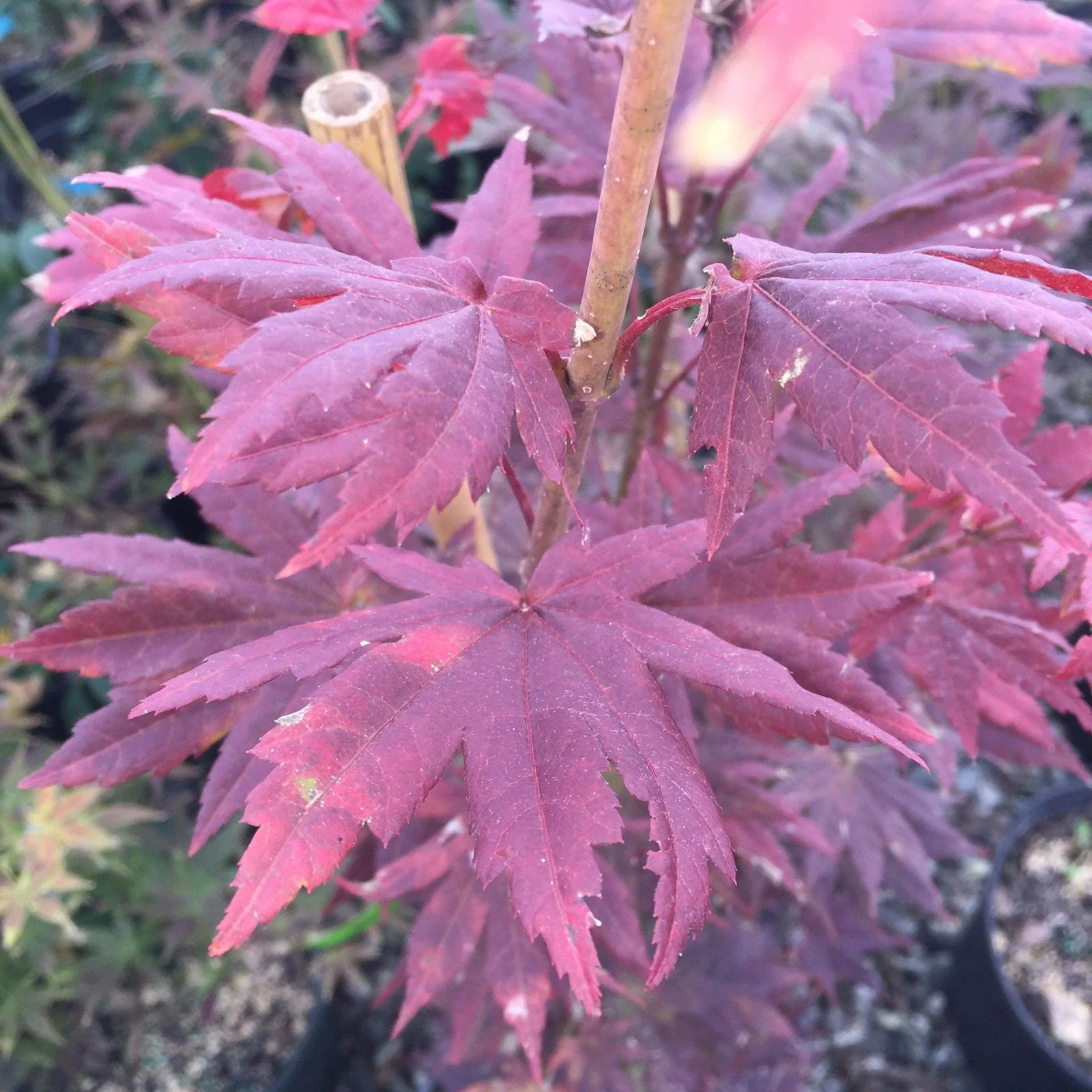 FOR PICK UP ONLY | Acer pseudosieboldianum Japanese Maple | DOES NOT SHIP - Image 6