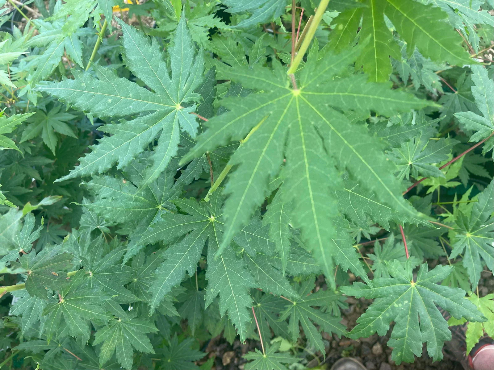FOR PICK UP ONLY | Acer pseudosieboldianum Japanese Maple | DOES NOT SHIP - Image 7
