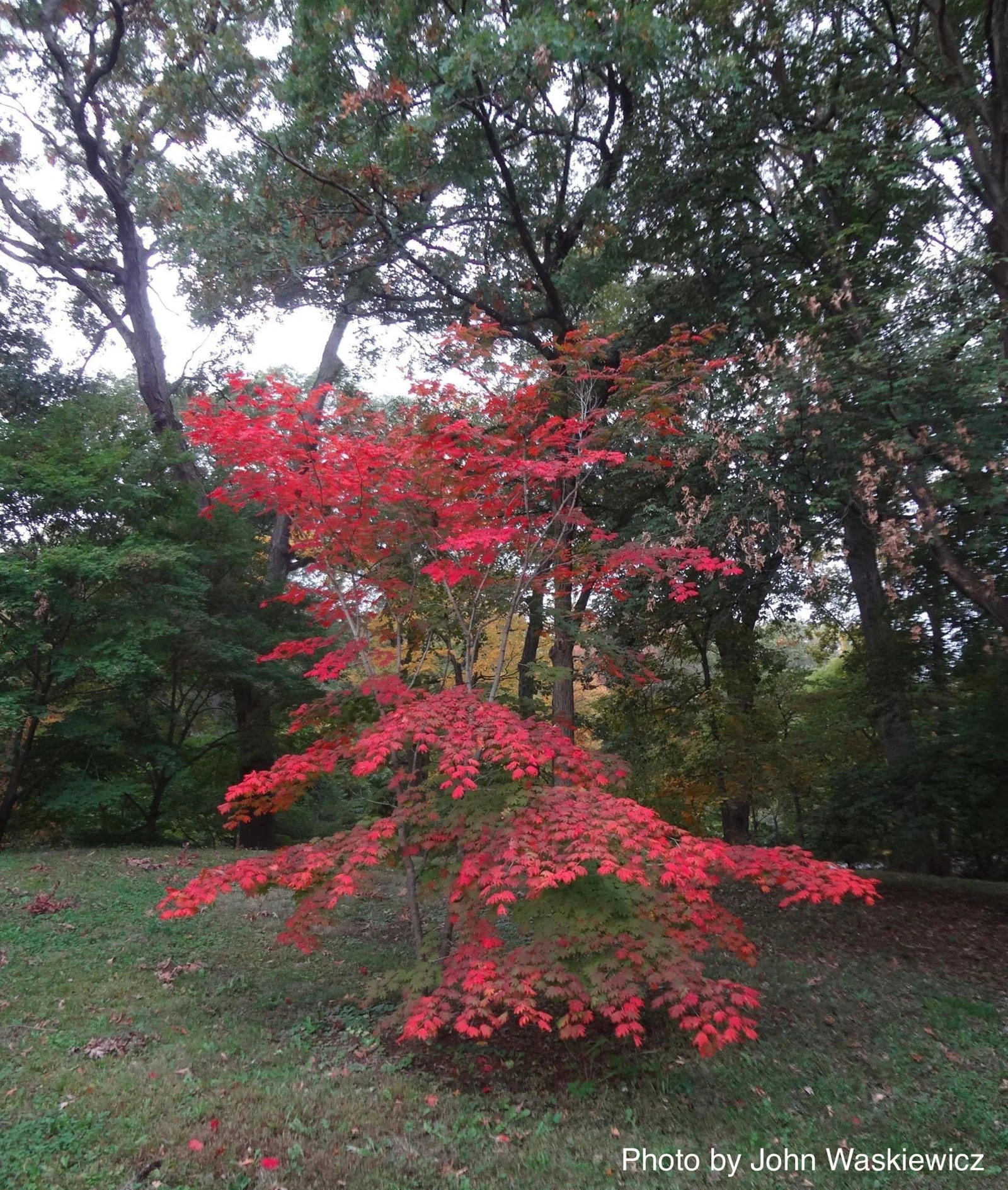FOR PICK UP ONLY | Acer pseudosieboldianum Japanese Maple | DOES NOT SHIP - Image 9