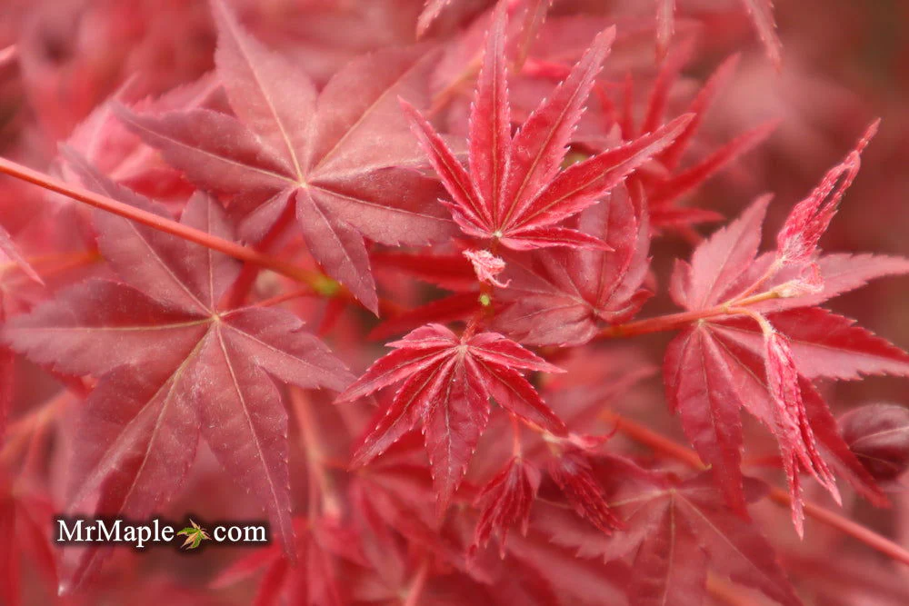FOR PICKUP ONLY | Acer palmatum 'Beni maiko' Japanese Maple | DOES NOT SHIP - Image 10