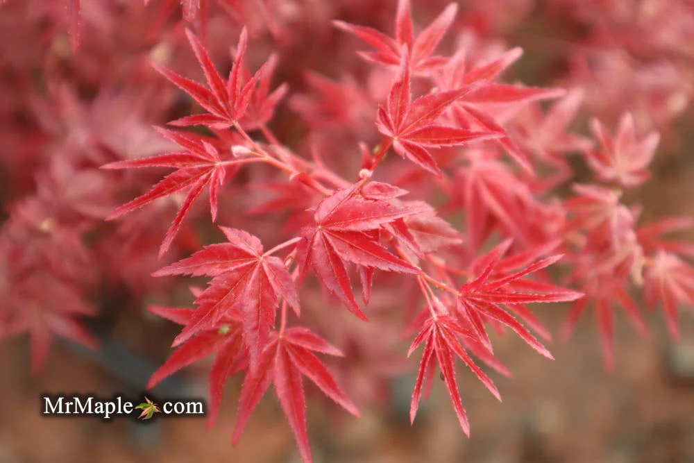 FOR PICKUP ONLY | Acer palmatum 'Beni maiko' Japanese Maple | DOES NOT SHIP - Image 11