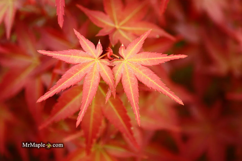 FOR PICKUP ONLY | Acer palmatum 'Beni maiko' Japanese Maple | DOES NOT SHIP - Image 12